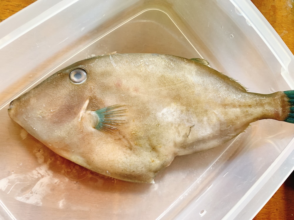 鮍（カワハギ）を捌いてみた。