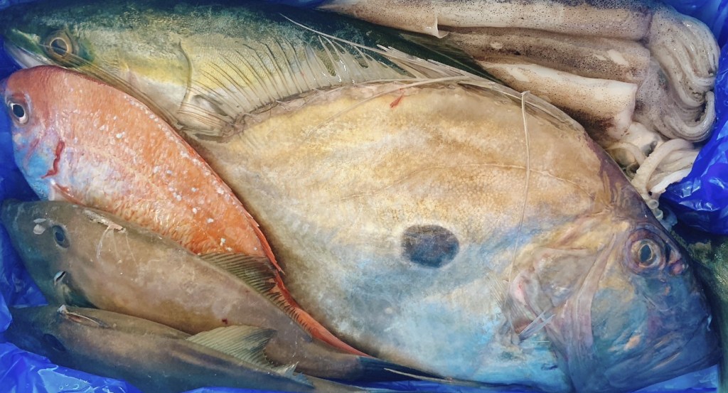 【日本人は宇宙からやってきた】海と魚と宇宙人の深い関係