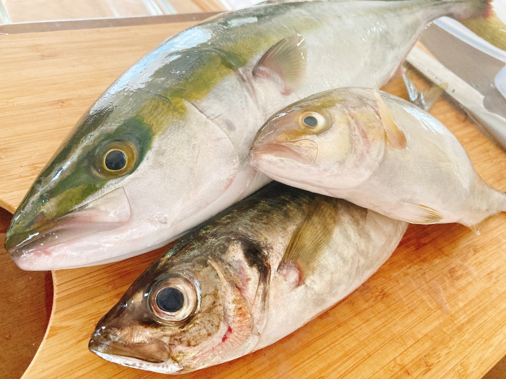 【歩く魚！？】漬け丼を作りながら未確認生命体の話