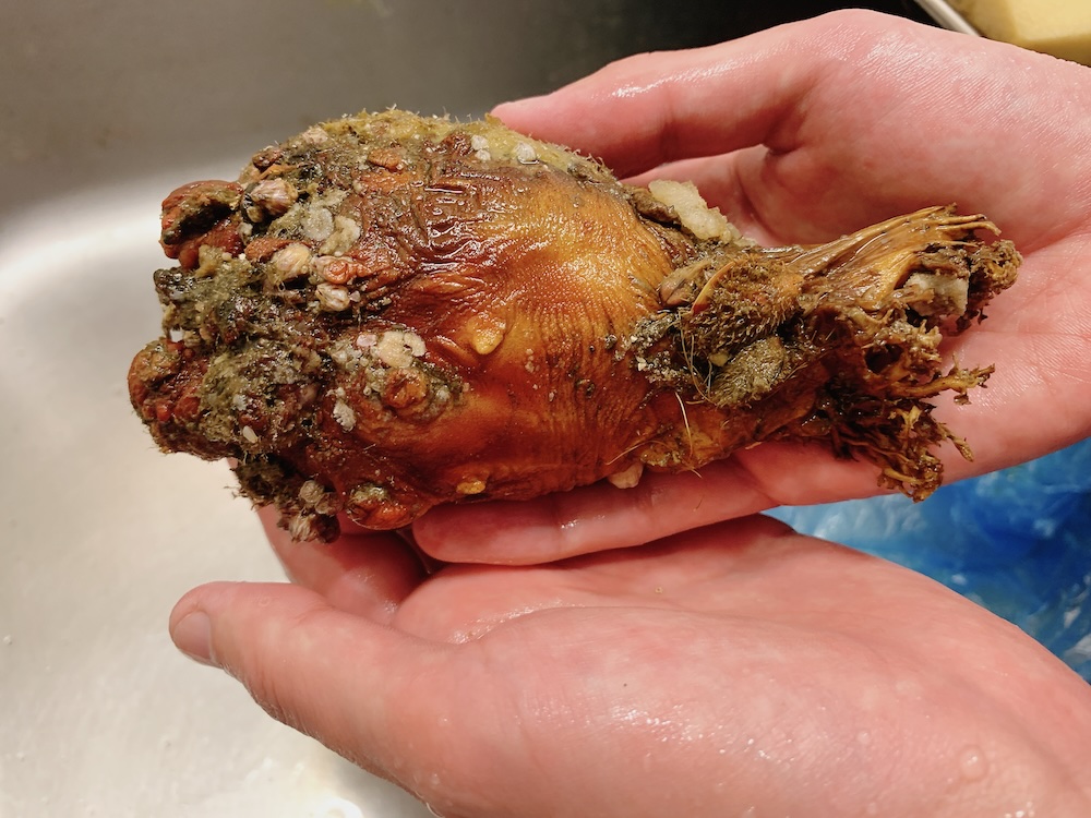 【人間に最も近い生物】ホヤの不思議な生体の話